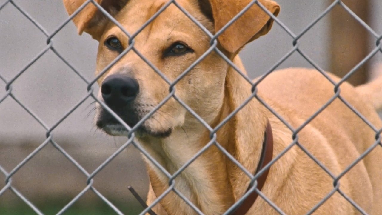 Photo du film Wendy et Lucy